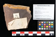 Foto (Objekt + Etikett) von Rhytisma planerae Ettingshausen (NHMW-GEO-2024-0188-0075)